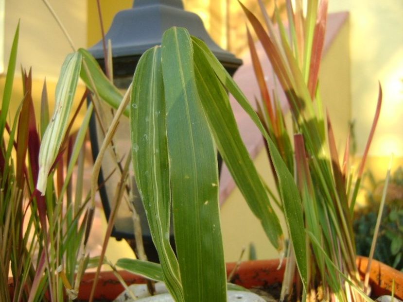 Bambus pitic variegat & Imperata cylindrica Red Baron - Toamna 2018-2019