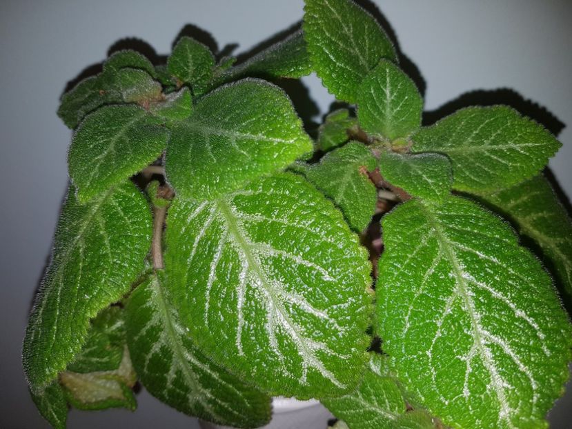  - EPISCIA
