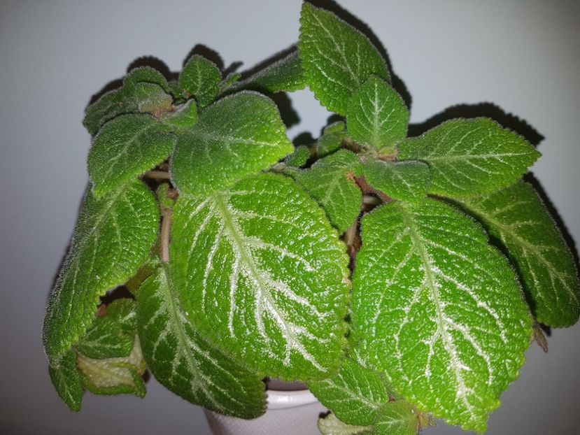  - EPISCIA