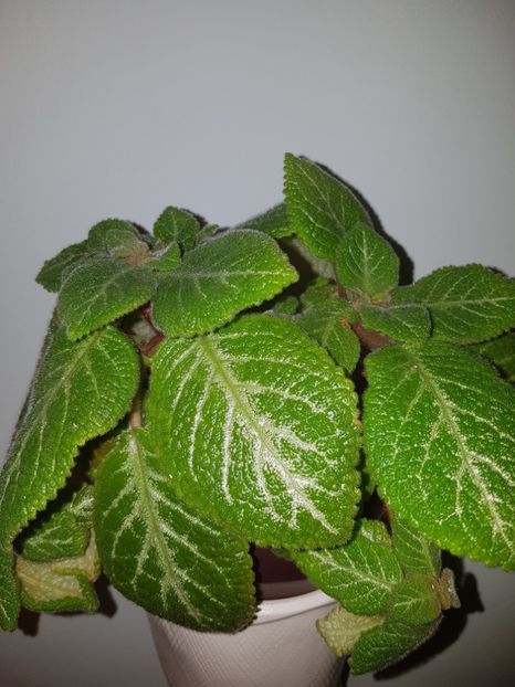  - EPISCIA