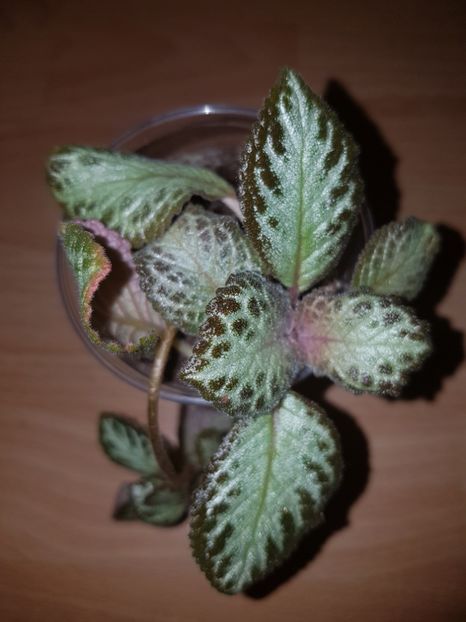  - EPISCIA
