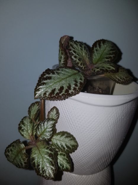  - EPISCIA