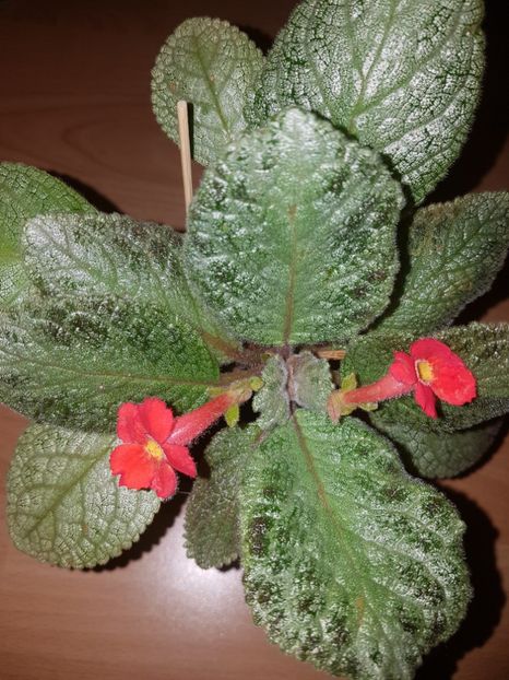  - EPISCIA