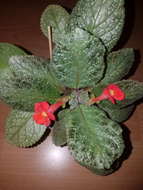 - EPISCIA