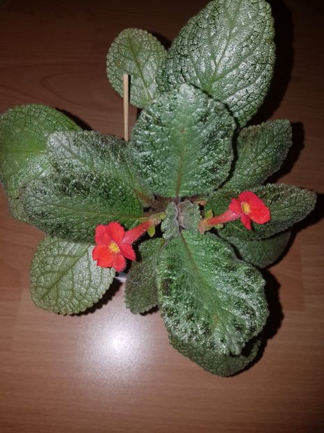 - EPISCIA