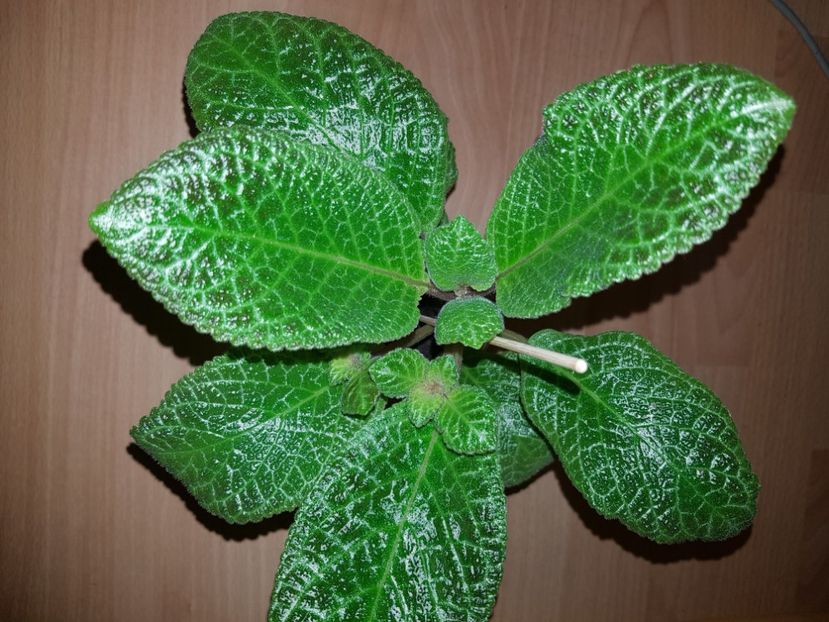  - EPISCIA