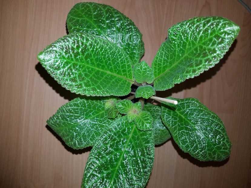  - EPISCIA