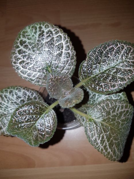  - EPISCIA