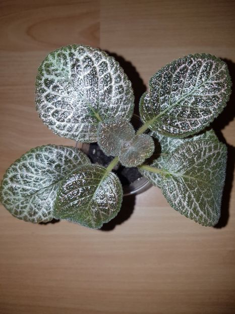  - EPISCIA