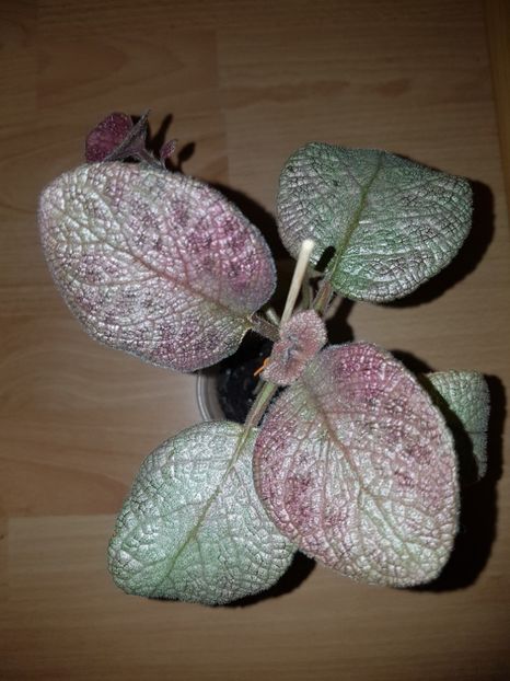  - EPISCIA