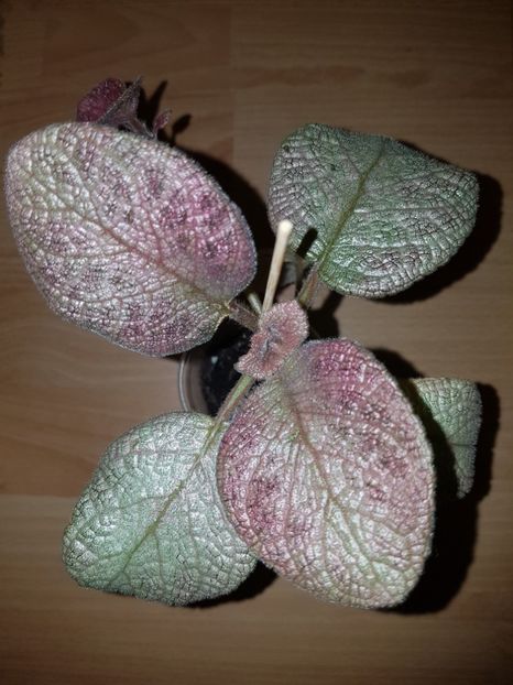  - EPISCIA