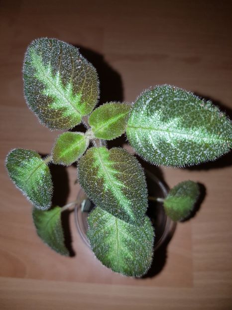  - EPISCIA