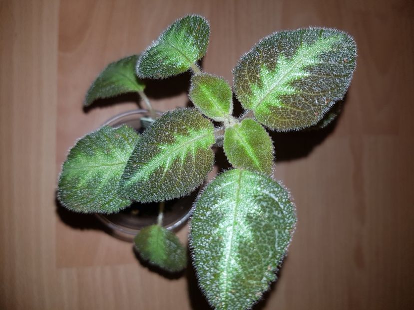  - EPISCIA