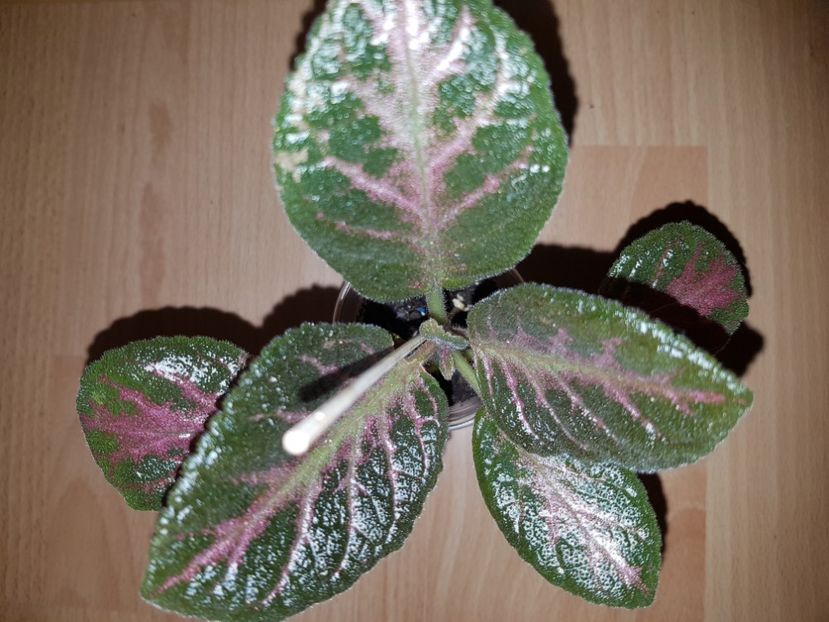  - EPISCIA