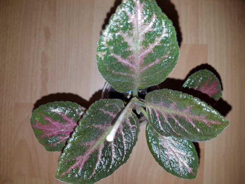  - EPISCIA