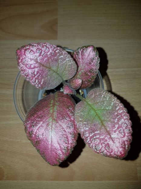  - EPISCIA