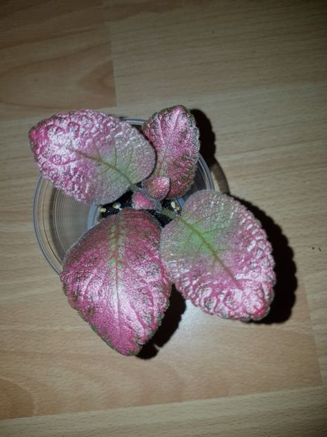 - EPISCIA