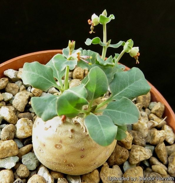 Euphorbia globulicaulis - Whish list pentru viata urmatoare1