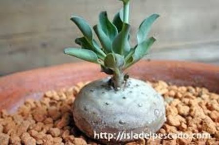 Euphorbia globulicaulis - Whish list pentru viata urmatoare1