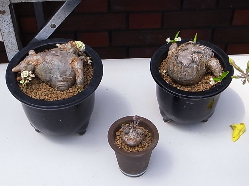 Euphorbia globulicaulis - Whish list pentru viata urmatoare1