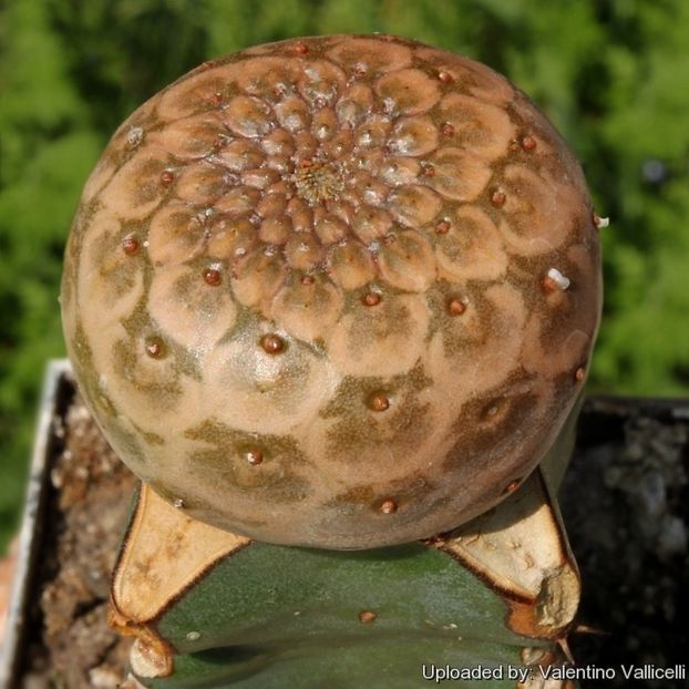 Euphorbia turbiniformis - Whish list pentru viata urmatoare1