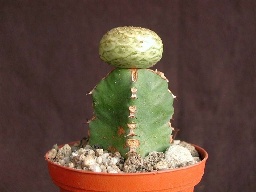 Euphorbia turbiniformis - Whish list pentru viata urmatoare1