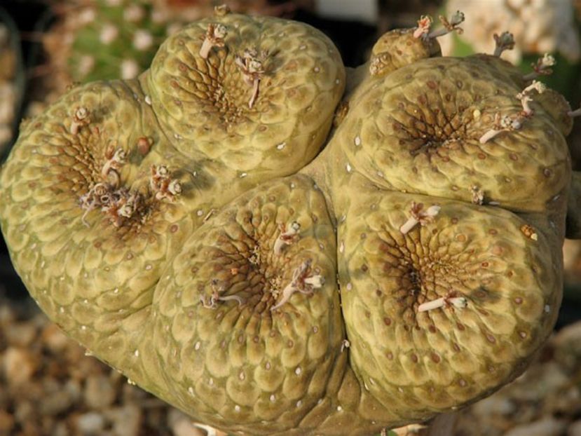 Euphorbia turbiniformis - Whish list pentru viata urmatoare1