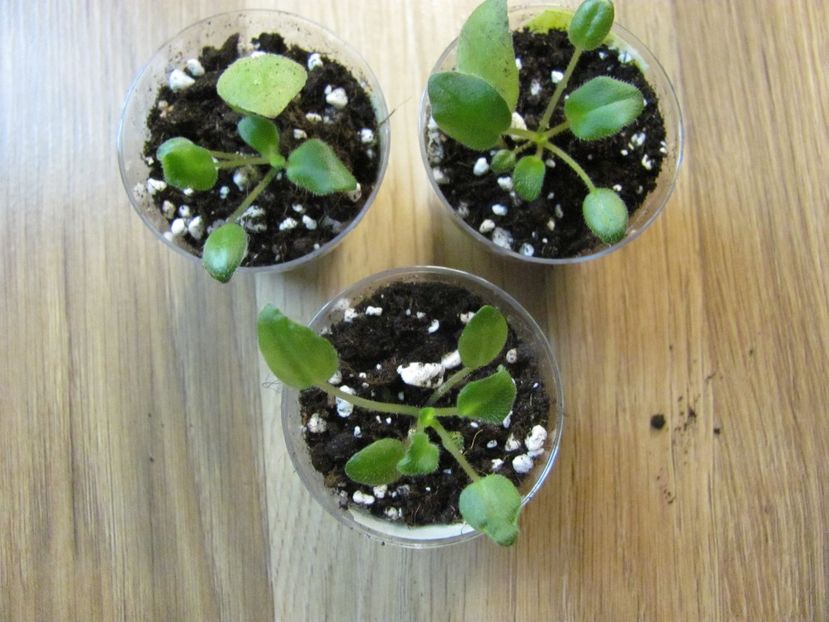  - Puisori LILA BLAKOKAM