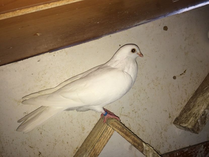 7156  mascul  2018 - Plecați ALBUM 2