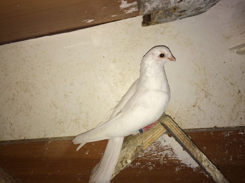 5208  femelă  2018 - Plecați ALBUM 2