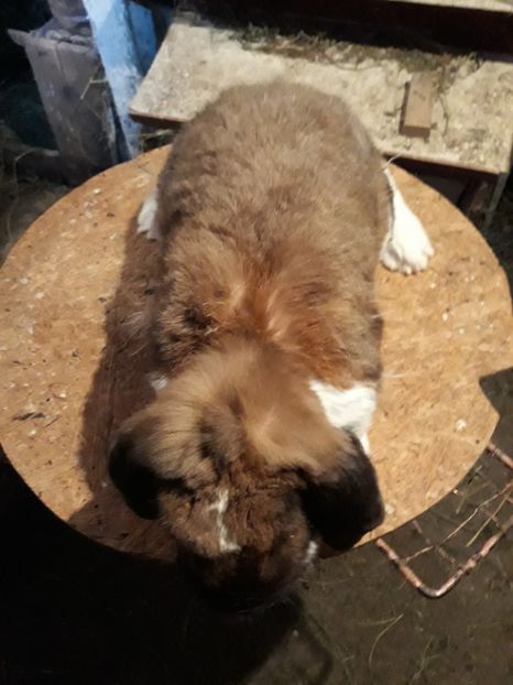  - 1 Femela tuning cu manta