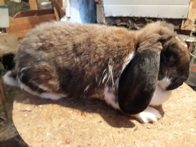  - 1 Femela tuning cu manta