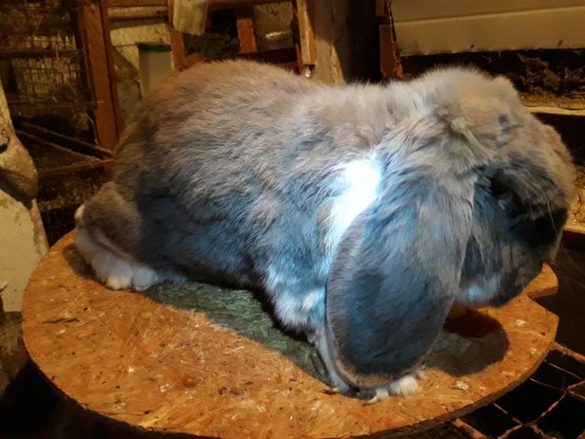  - 5 Mascul isabel mantulat