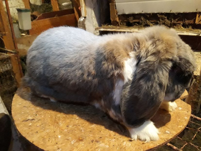  - 5 Mascul isabel mantulat