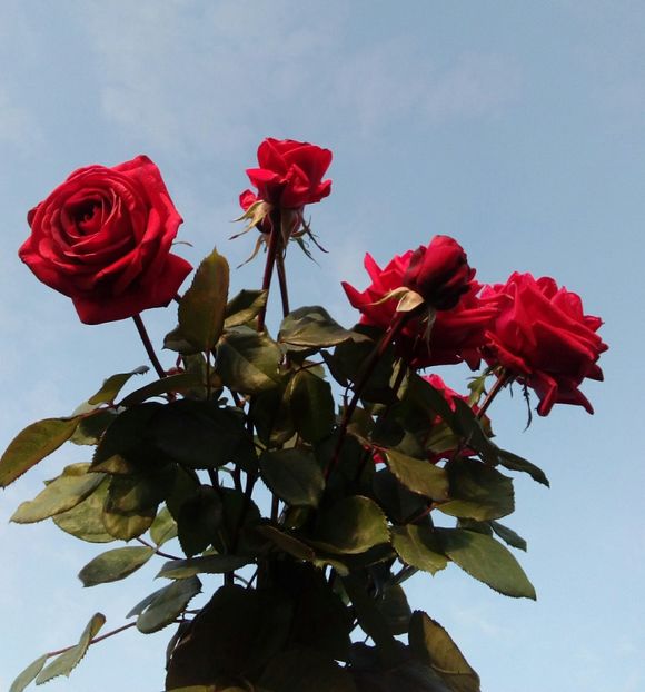  - TRANDAFIRI 2018-2019