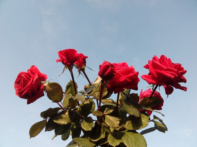  - TRANDAFIRI 2018-2019