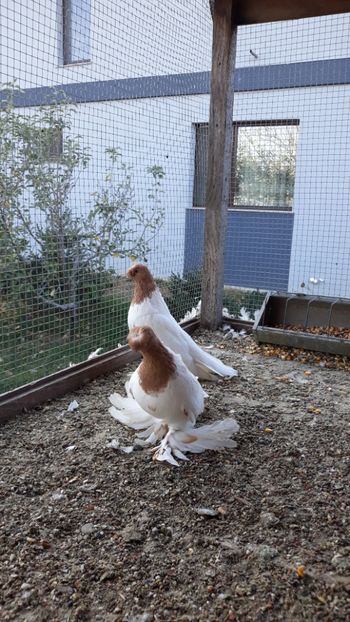  - JDB-cap galben cucueți