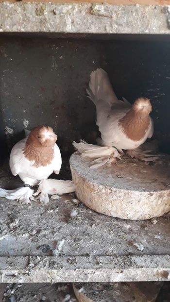  - JDB-cap galben cucueți