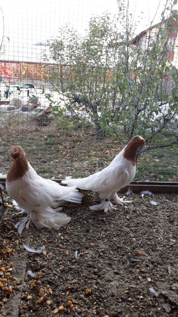  - JDB-cap galben cucueți