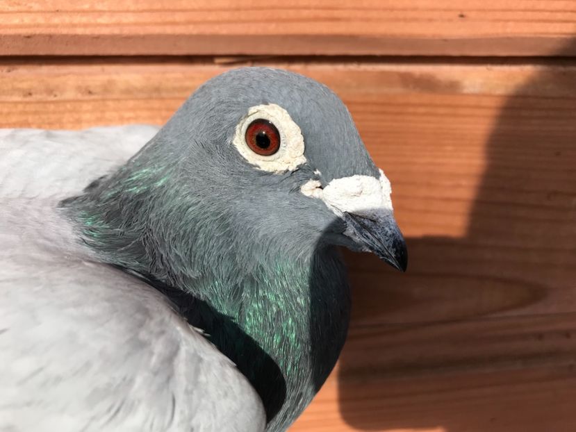 60053821-10A1-4F30-925B-31741A663A6E - de vanzare