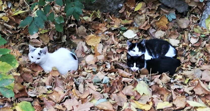 La caldura in frunzele uscate - z Prin oras si prin imprejurimi