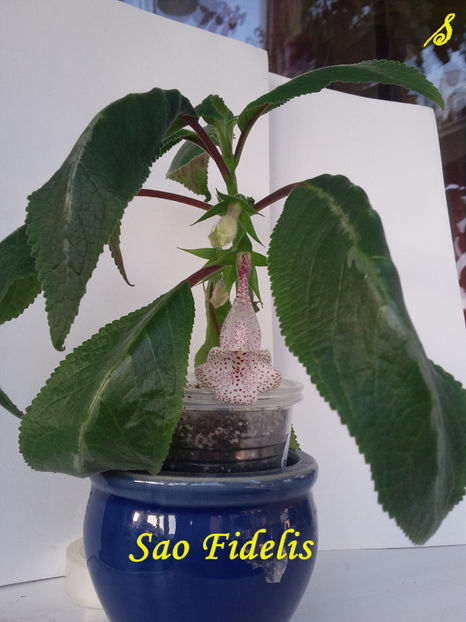 Sao Fidelis(10-11-2018) - Sinningii 2018