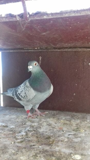  - As maraton tineret 2018