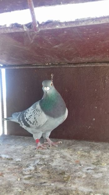  - As maraton tineret 2018