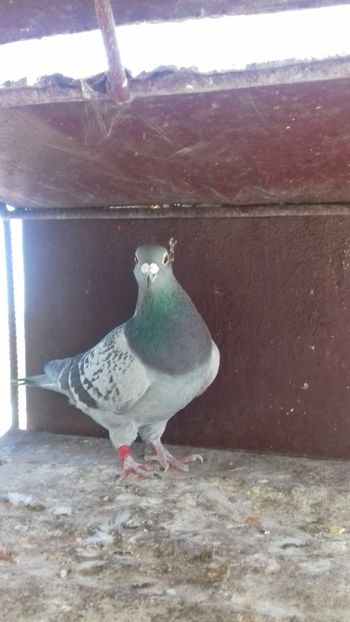  - As maraton tineret 2018