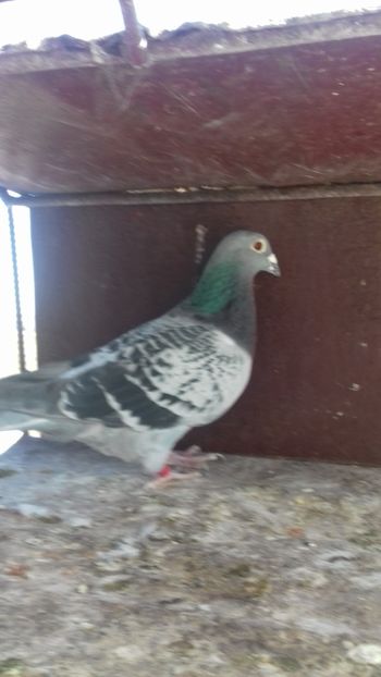  - As maraton tineret 2018