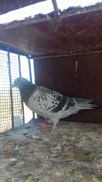  - As maraton tineret 2018