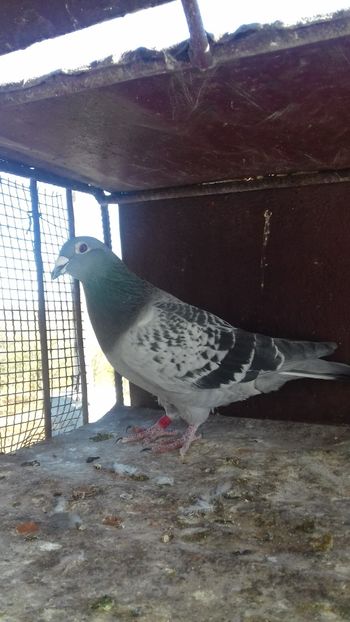  - As maraton tineret 2018