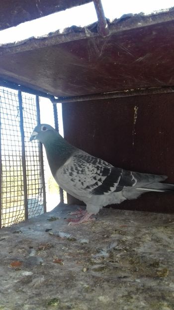  - As maraton tineret 2018