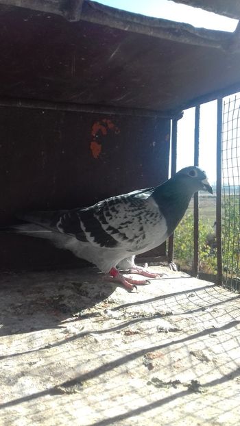  - As maraton tineret 2018